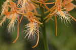 Yellow fringed orchid